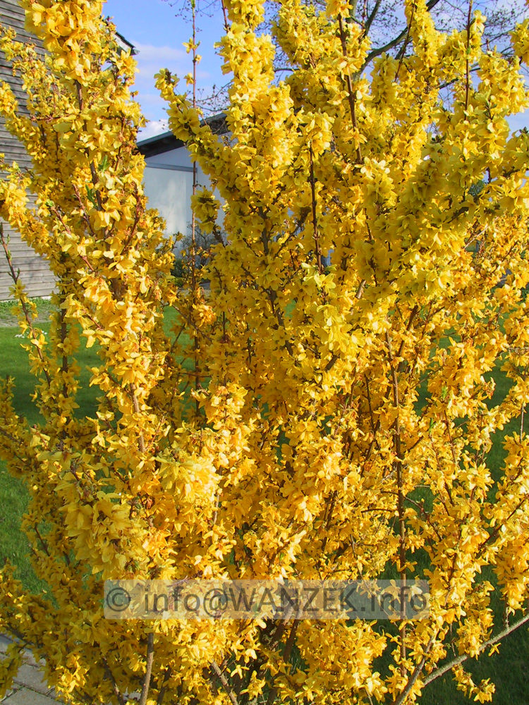 Forsythia intermedia Weekend 01.JPG